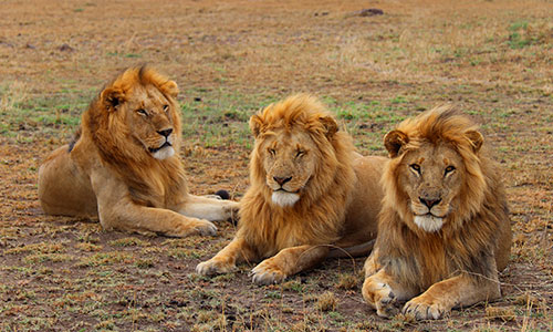 The-serengeti-national-park