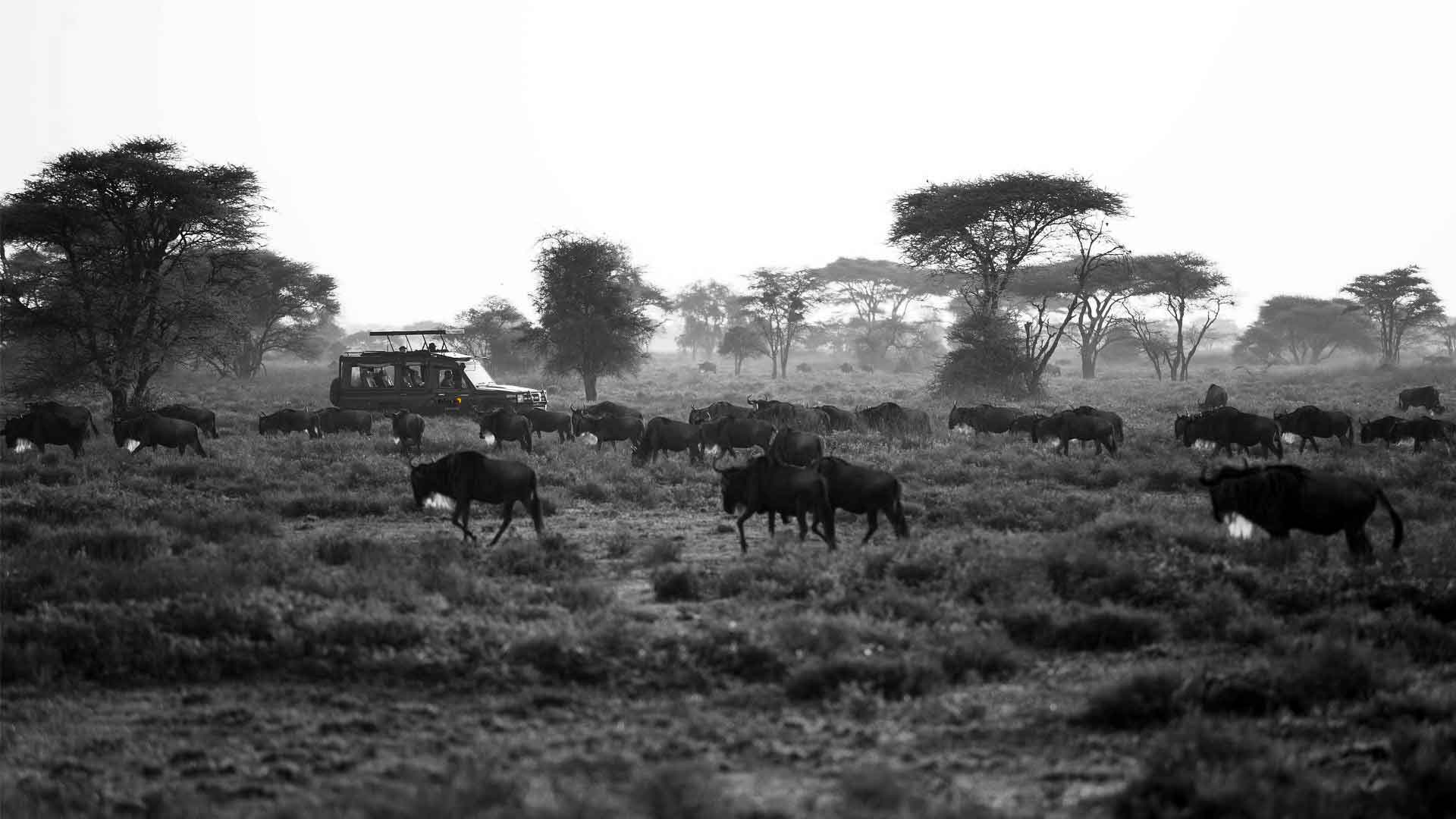 Amazing 10 Facts About The Great Wildebeest Migration In Serengeti