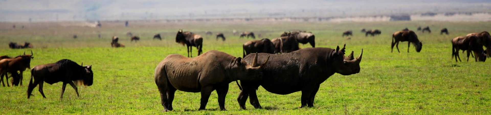 tanzania-safaris-ngorongoro