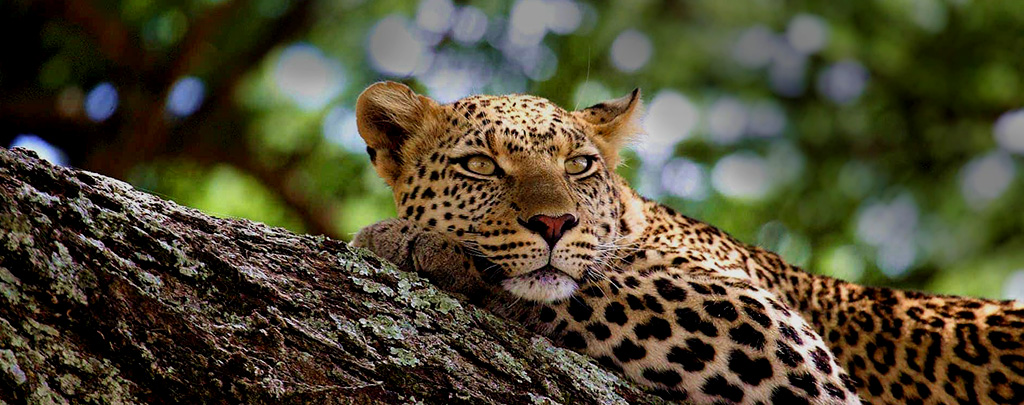 Safarika-Africa-leopard_tree_climbing_safari