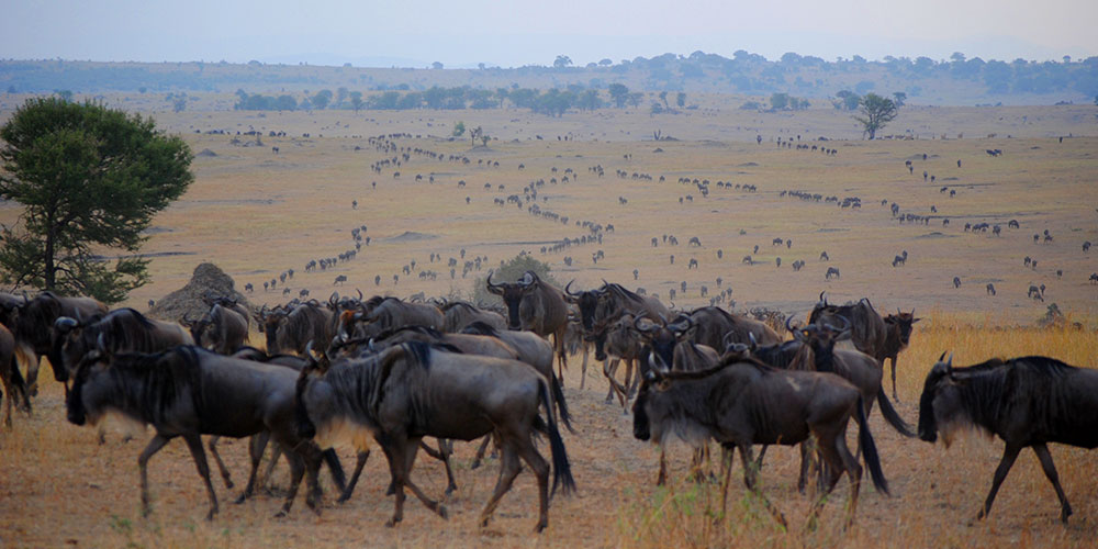 Serengeti_national_park_safarika._wildebeest_migrationsjpg