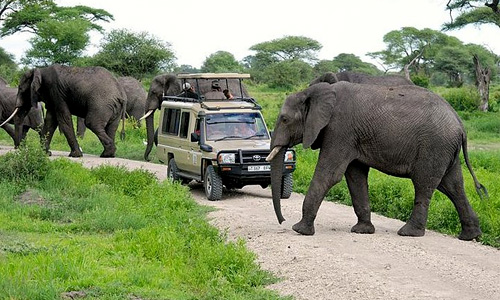 tanzania_game_drive_safaris