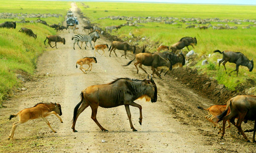 tanzania_migration_safaris