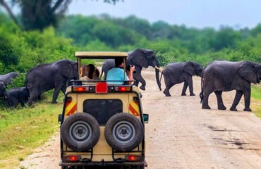 Tanzania-game-drive-safari