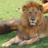 2-days-safaris-Tanzania-Lodge,-Ngorongoro-&-Tarangire