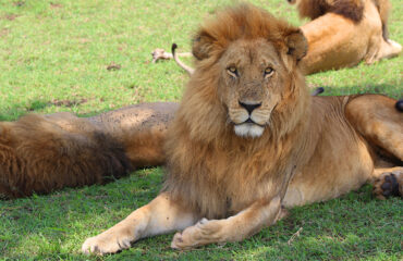 2-days-safaris-Tanzania-Lodge,-Ngorongoro-&-Tarangire